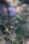 Roughleaf blazing star <BR>Tall blazing star